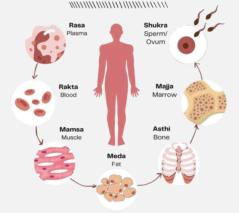 Diagram of Sapta Dhatu, the seven body tissues, with illustrations and labels.